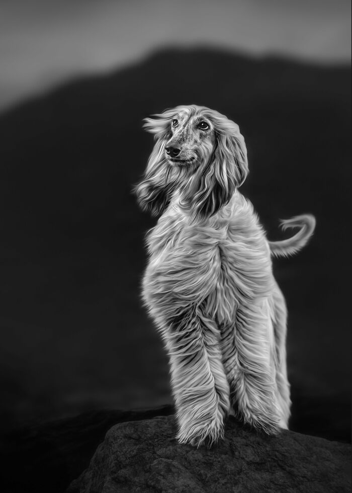 I Photographed Dogs Above The Arctic Circle, One Of The Most Extraordinary Places On Earth (24 Pics)