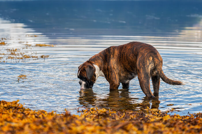I Photographed Dogs Above The Arctic Circle, One Of The Most Extraordinary Places On Earth (24 Pics)