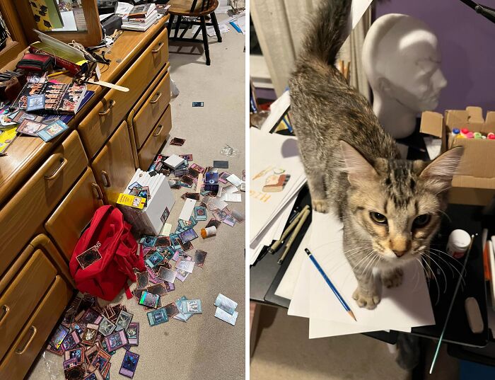 47 Hilarious Pics Of Pets Living Rent-Free And Performing Like Ungrateful Hooligans