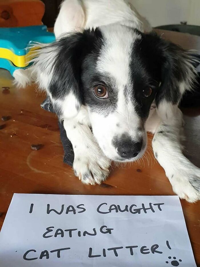 47 Hilarious Pics Of Pets Living Rent-Free And Performing Like Ungrateful Hooligans