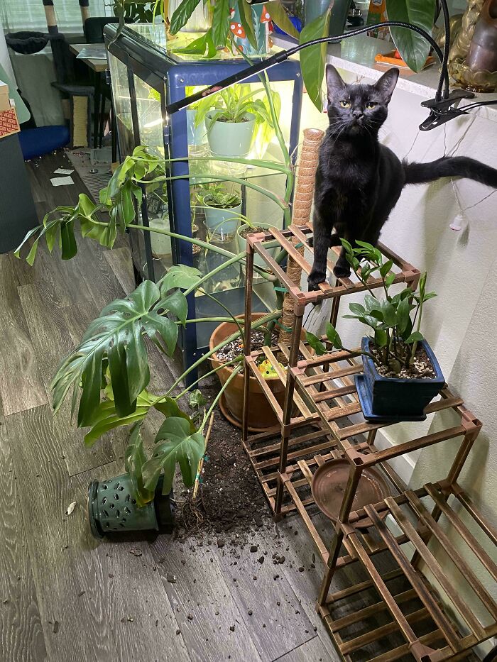 47 Hilarious Pics Of Pets Living Rent-Free And Performing Like Ungrateful Hooligans