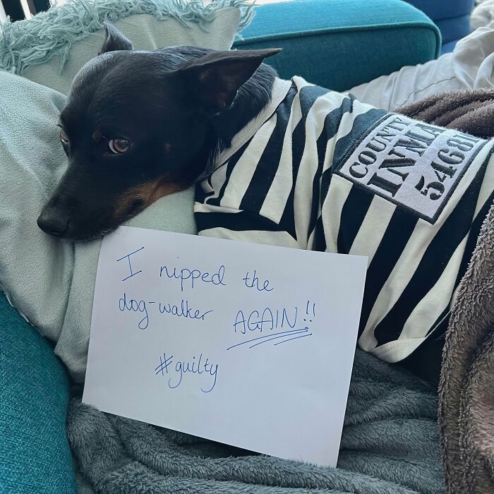 47 Hilarious Pics Of Pets Living Rent-Free And Performing Like Ungrateful Hooligans