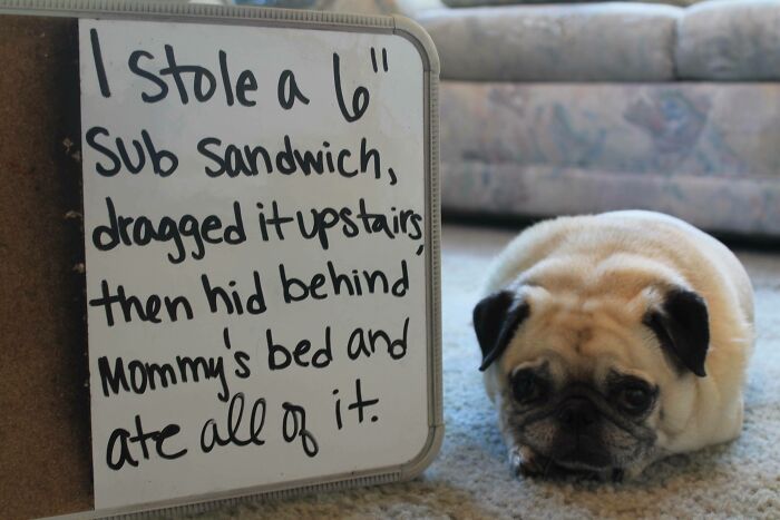 47 Hilarious Pics Of Pets Living Rent-Free And Performing Like Ungrateful Hooligans