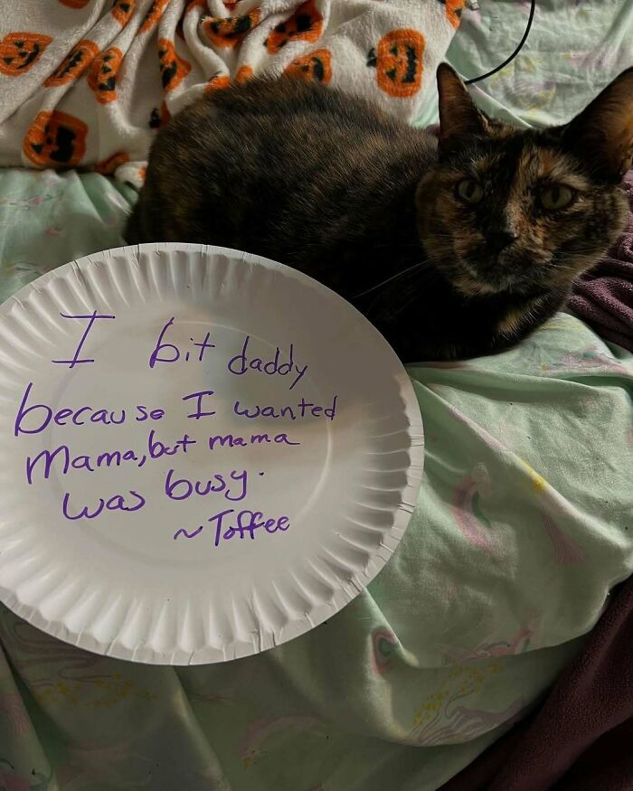 47 Hilarious Pics Of Pets Living Rent-Free And Performing Like Ungrateful Hooligans