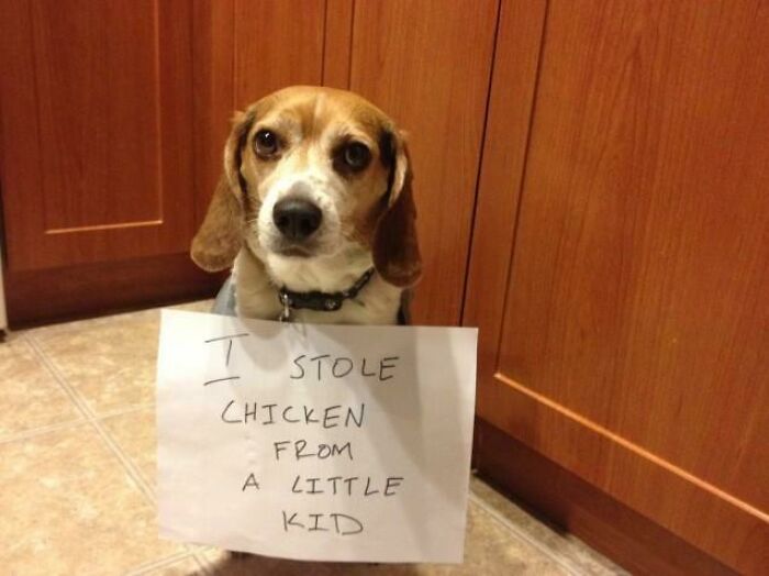 47 Hilarious Pics Of Pets Living Rent-Free And Performing Like Ungrateful Hooligans
