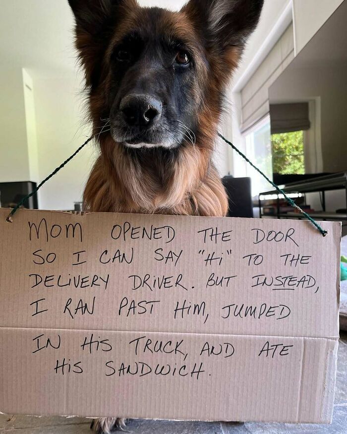 47 Hilarious Pics Of Pets Living Rent-Free And Performing Like Ungrateful Hooligans
