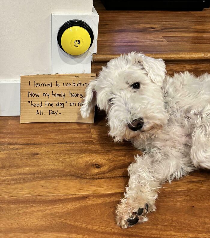 47 Hilarious Pics Of Pets Living Rent-Free And Performing Like Ungrateful Hooligans
