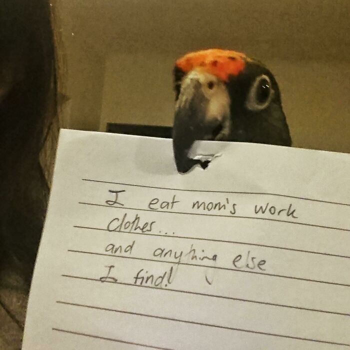 47 Hilarious Pics Of Pets Living Rent-Free And Performing Like Ungrateful Hooligans
