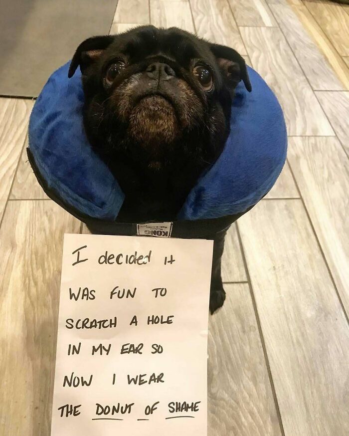 47 Hilarious Pics Of Pets Living Rent-Free And Performing Like Ungrateful Hooligans