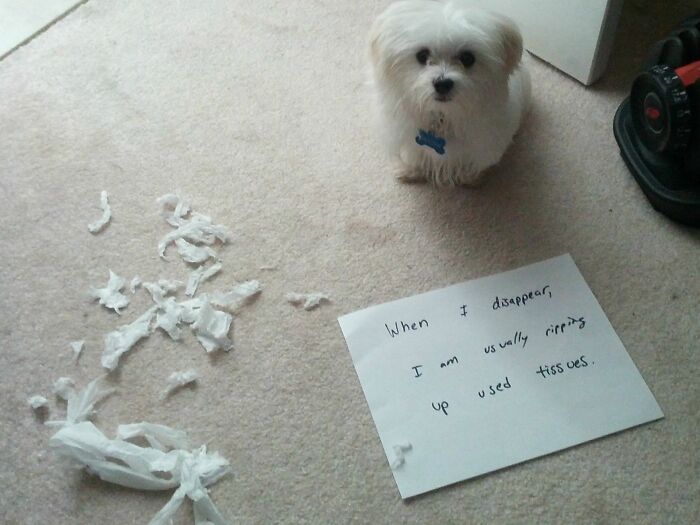 47 Hilarious Pics Of Pets Living Rent-Free And Performing Like Ungrateful Hooligans