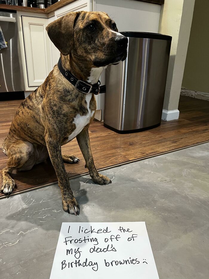 47 Hilarious Pics Of Pets Living Rent-Free And Performing Like Ungrateful Hooligans
