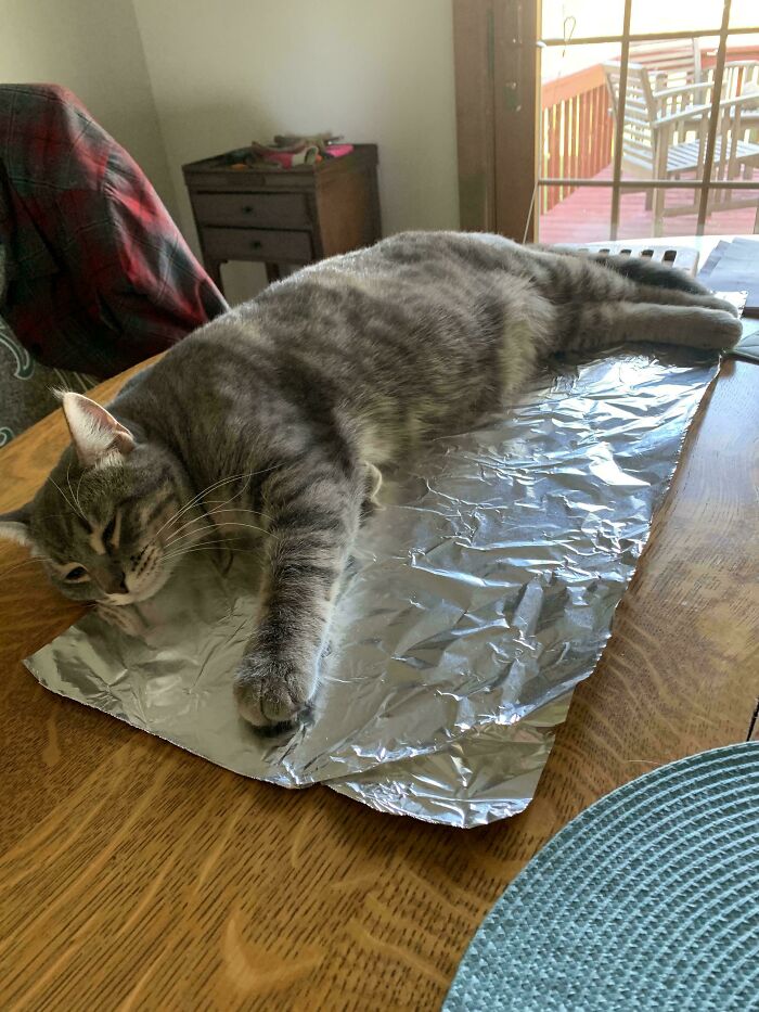 47 Hilarious Pics Of Pets Living Rent-Free And Performing Like Ungrateful Hooligans