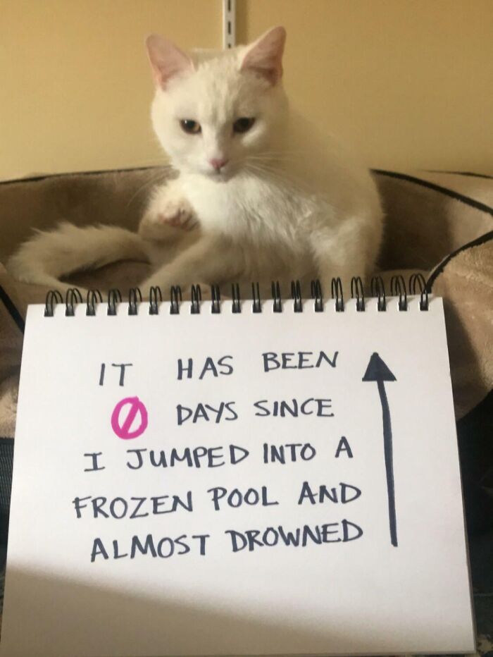 47 Hilarious Pics Of Pets Living Rent-Free And Performing Like Ungrateful Hooligans