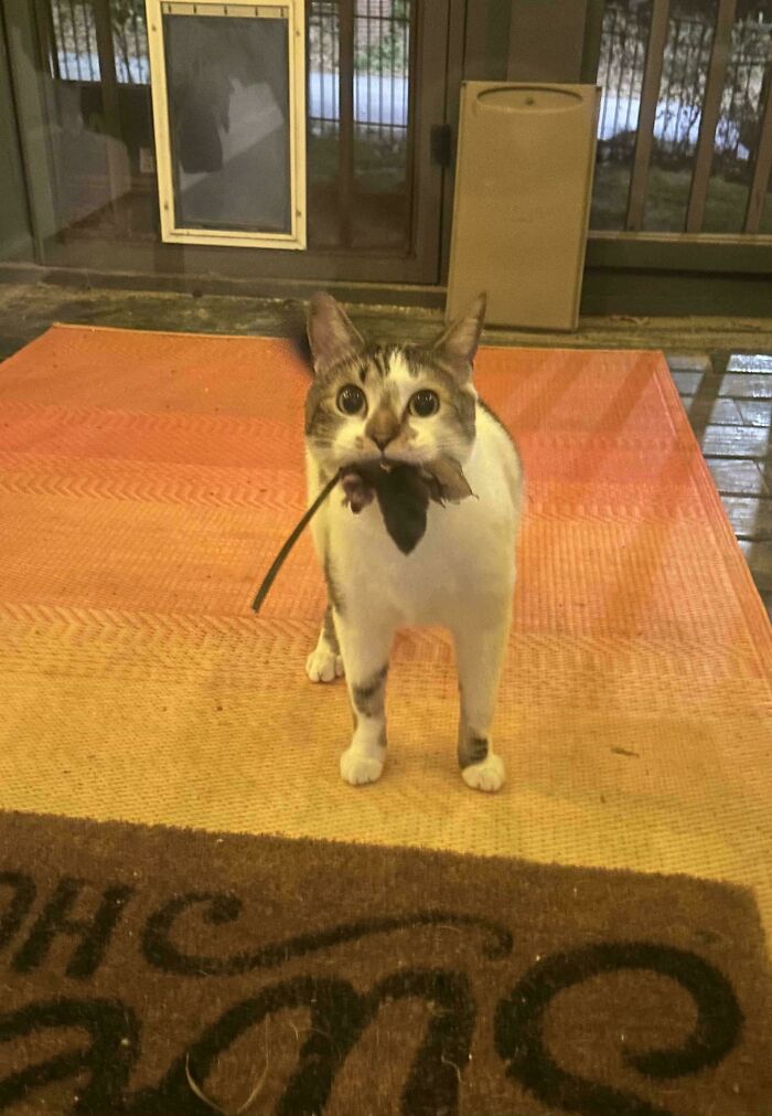 47 Hilarious Pics Of Pets Living Rent-Free And Performing Like Ungrateful Hooligans