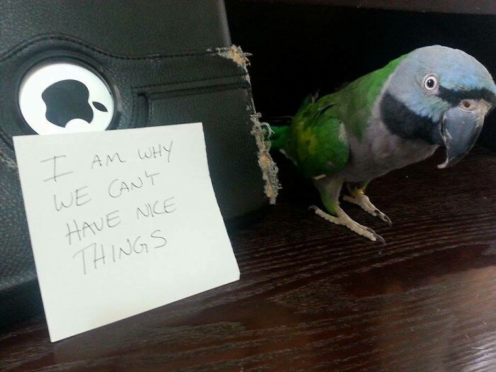 47 Hilarious Pics Of Pets Living Rent-Free And Performing Like Ungrateful Hooligans
