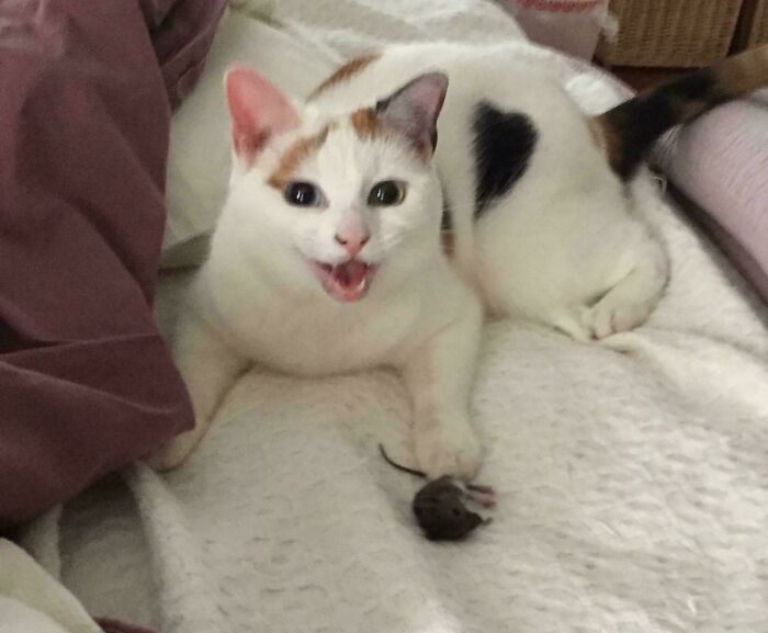 47 Hilarious Pics Of Pets Living Rent-Free And Performing Like Ungrateful Hooligans