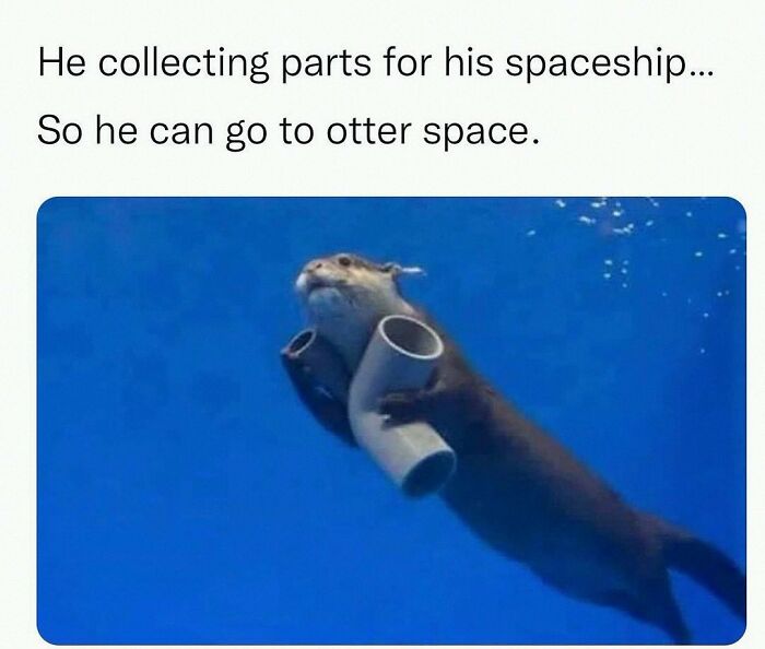 This Account Shares 55 Memes Of Animals Who Are The Definition Of “No Thoughts, Just Vibes”