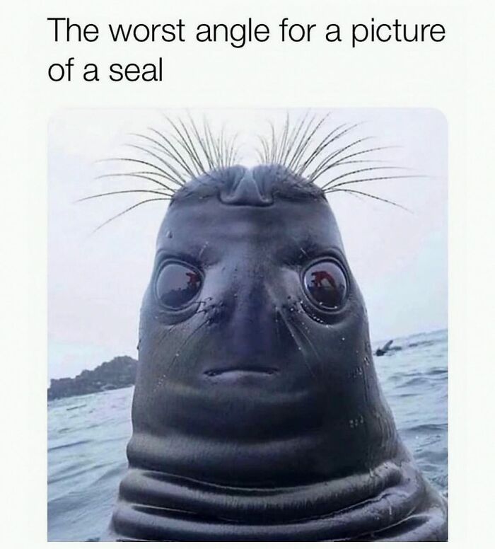 This Account Shares 55 Memes Of Animals Who Are The Definition Of “No Thoughts, Just Vibes”