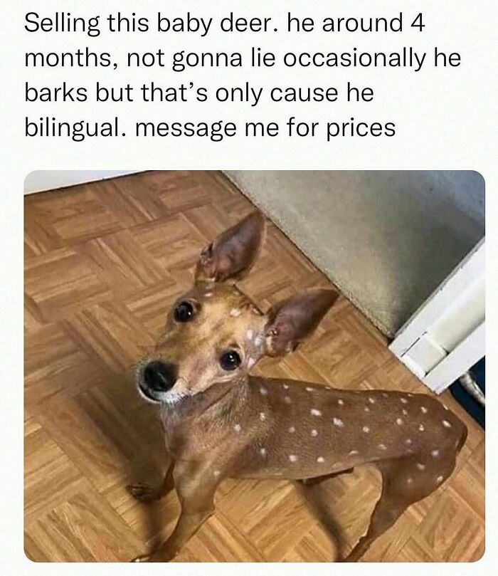 This Account Shares 55 Memes Of Animals Who Are The Definition Of “No Thoughts, Just Vibes”