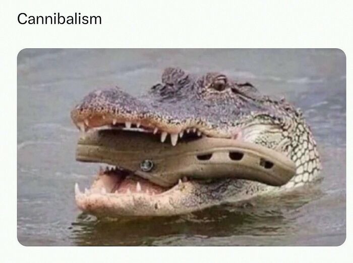 This Account Shares 55 Memes Of Animals Who Are The Definition Of “No Thoughts, Just Vibes”