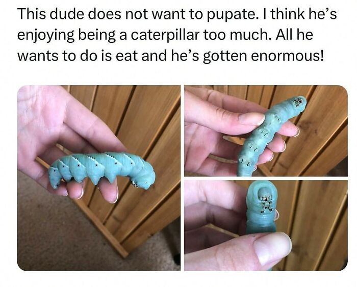 This Account Shares 55 Memes Of Animals Who Are The Definition Of “No Thoughts, Just Vibes”