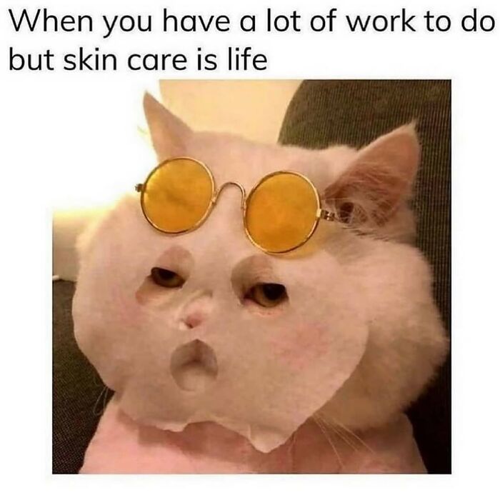 This Account Shares 55 Memes Of Animals Who Are The Definition Of “No Thoughts, Just Vibes”