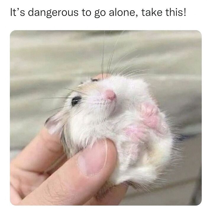 This Account Shares 55 Memes Of Animals Who Are The Definition Of “No Thoughts, Just Vibes”