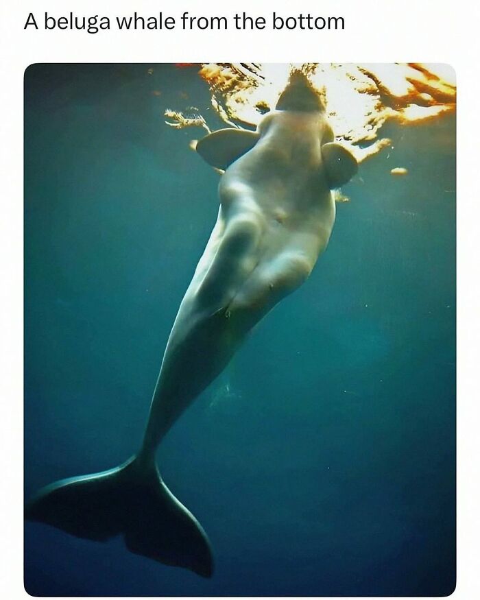 This Account Shares 55 Memes Of Animals Who Are The Definition Of “No Thoughts, Just Vibes”