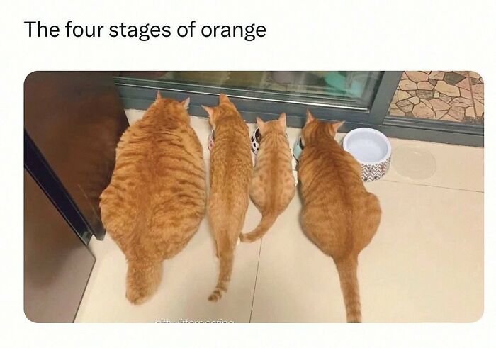 This Account Shares 55 Memes Of Animals Who Are The Definition Of “No Thoughts, Just Vibes”