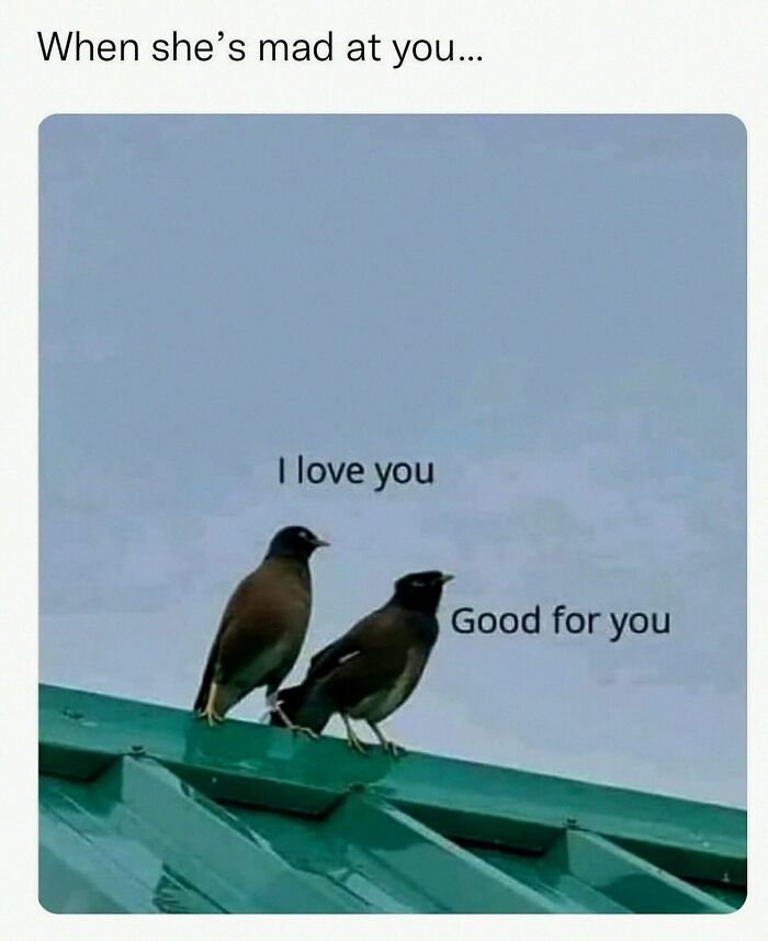 This Account Shares 55 Memes Of Animals Who Are The Definition Of “No Thoughts, Just Vibes”