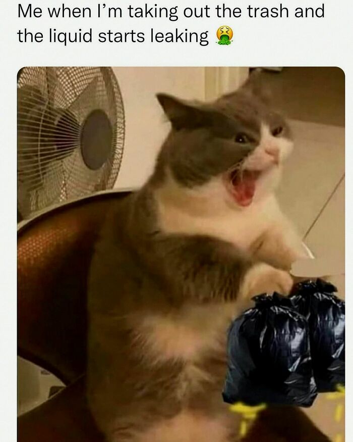 This Account Shares 55 Memes Of Animals Who Are The Definition Of “No Thoughts, Just Vibes”