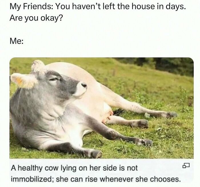 This Account Shares 55 Memes Of Animals Who Are The Definition Of “No Thoughts, Just Vibes”