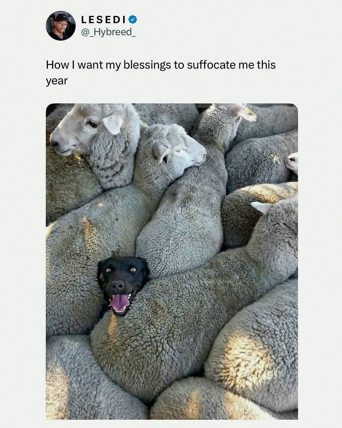 This Account Shares 55 Memes Of Animals Who Are The Definition Of “No Thoughts, Just Vibes”