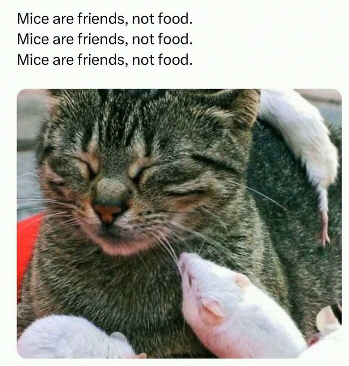 This Account Shares 55 Memes Of Animals Who Are The Definition Of “No Thoughts, Just Vibes”