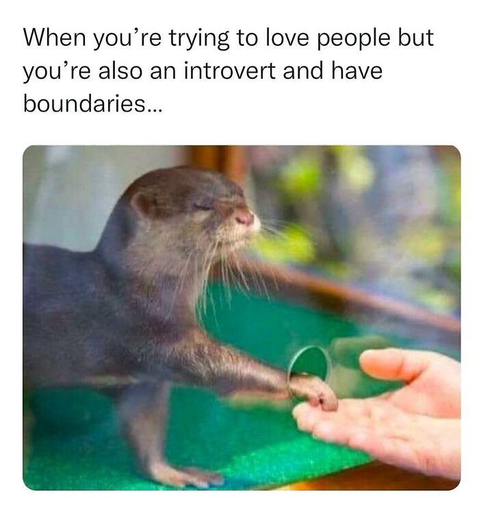 This Account Shares 55 Memes Of Animals Who Are The Definition Of “No Thoughts, Just Vibes”