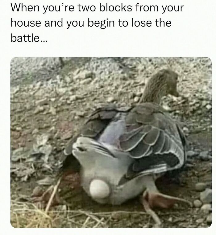 This Account Shares 55 Memes Of Animals Who Are The Definition Of “No Thoughts, Just Vibes”