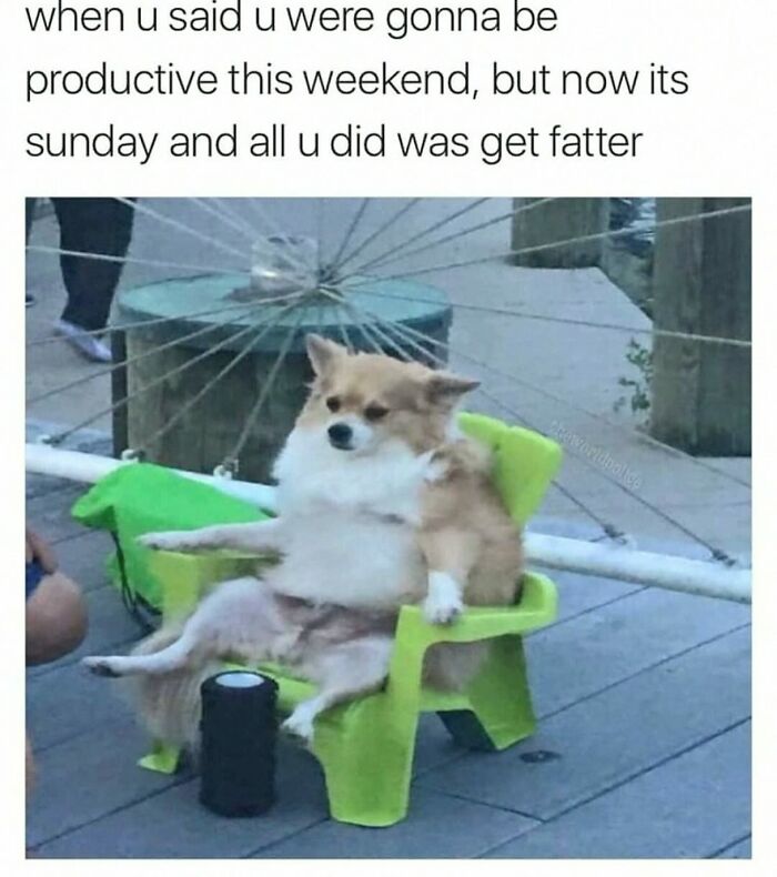 This Account Shares 55 Memes Of Animals Who Are The Definition Of “No Thoughts, Just Vibes”