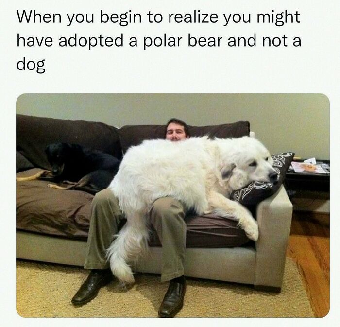 This Account Shares 55 Memes Of Animals Who Are The Definition Of “No Thoughts, Just Vibes”