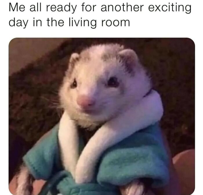 This Account Shares 55 Memes Of Animals Who Are The Definition Of “No Thoughts, Just Vibes”