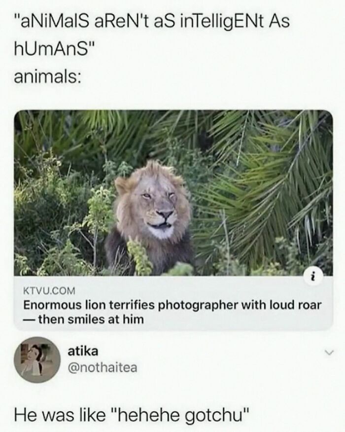 This Account Shares 55 Memes Of Animals Who Are The Definition Of “No Thoughts, Just Vibes”