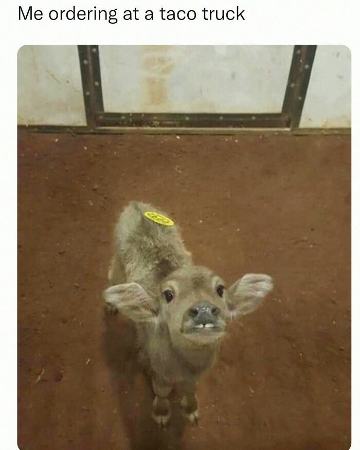 This Account Shares 55 Memes Of Animals Who Are The Definition Of “No Thoughts, Just Vibes”