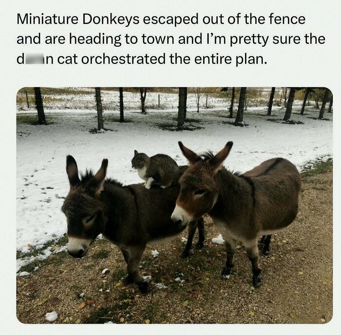 This Account Shares 55 Memes Of Animals Who Are The Definition Of “No Thoughts, Just Vibes”