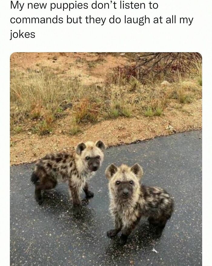 This Account Shares 55 Memes Of Animals Who Are The Definition Of “No Thoughts, Just Vibes”