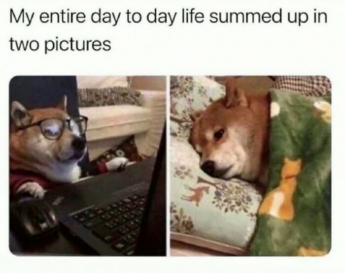 This Account Shares 55 Memes Of Animals Who Are The Definition Of “No Thoughts, Just Vibes”