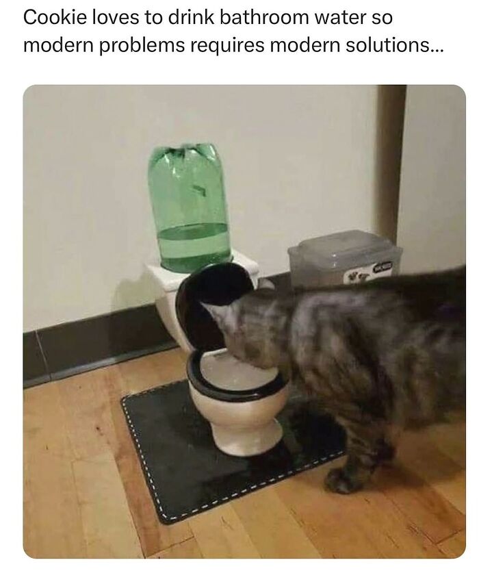 This Account Shares 55 Memes Of Animals Who Are The Definition Of “No Thoughts, Just Vibes”