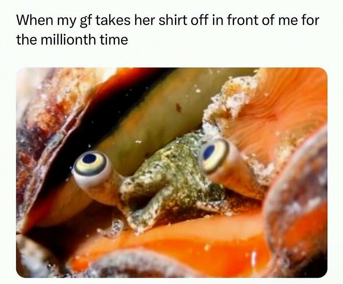 This Account Shares 55 Memes Of Animals Who Are The Definition Of “No Thoughts, Just Vibes”