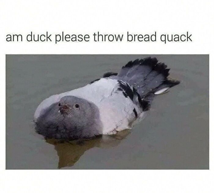 This Account Shares 55 Memes Of Animals Who Are The Definition Of “No Thoughts, Just Vibes”