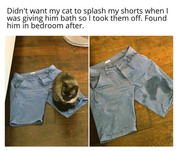 This Account Shares 55 Memes Of Animals Who Are The Definition Of “No Thoughts, Just Vibes”