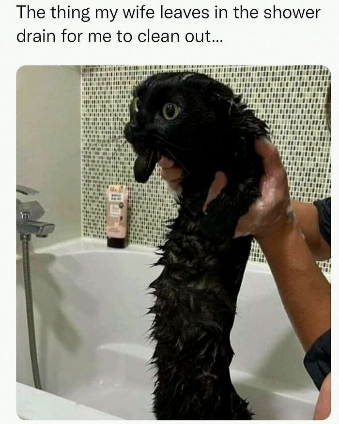 This Account Shares 55 Memes Of Animals Who Are The Definition Of “No Thoughts, Just Vibes”