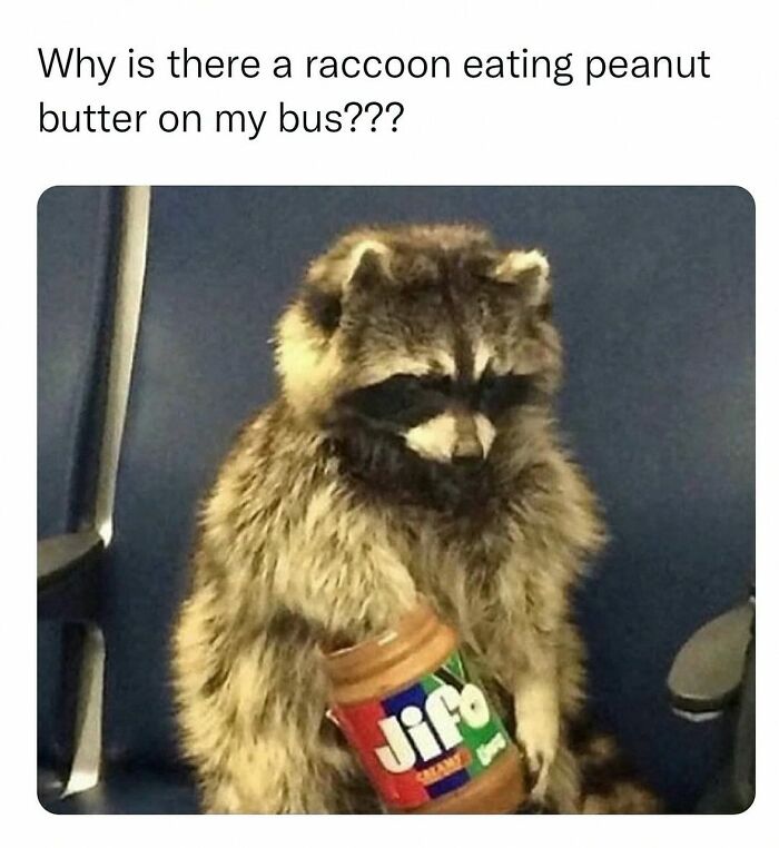 This Account Shares 55 Memes Of Animals Who Are The Definition Of “No Thoughts, Just Vibes”